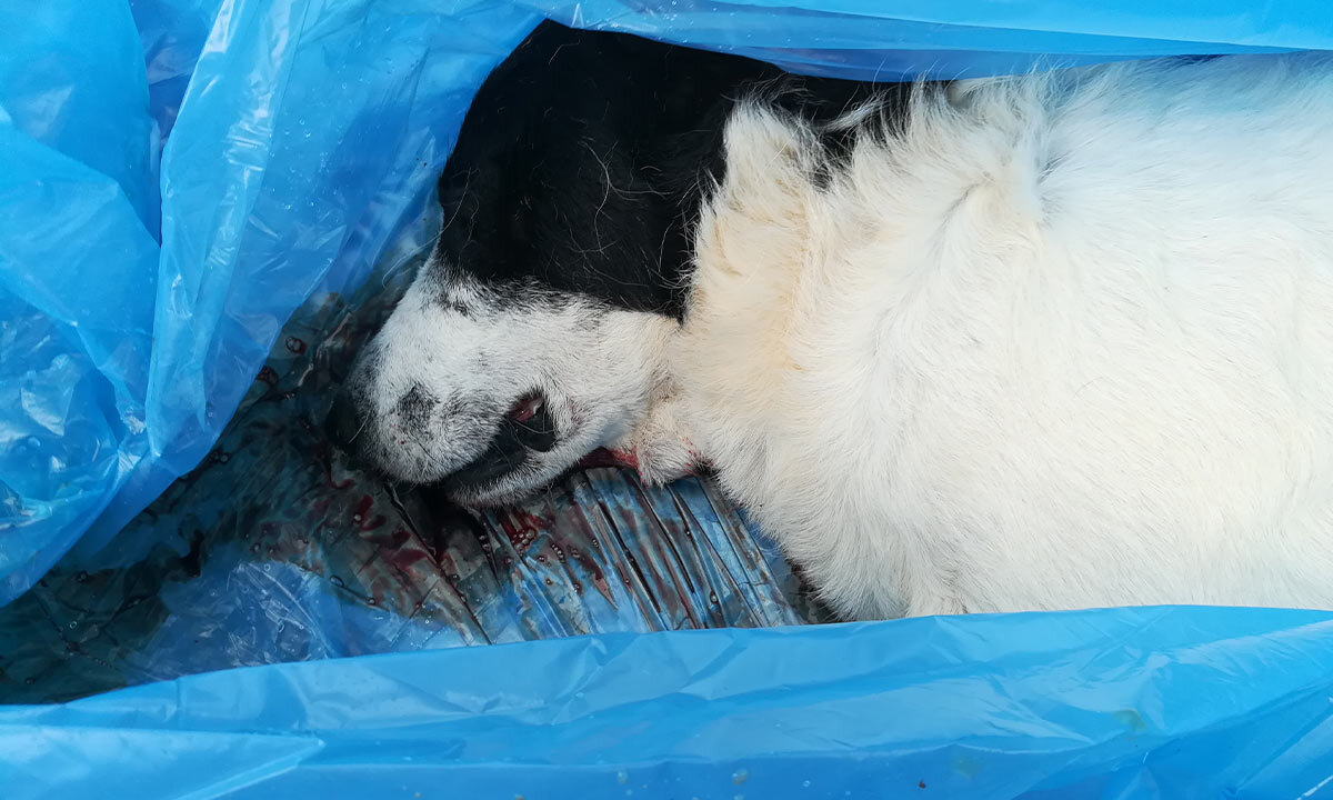 toter Hund im Mülltüte