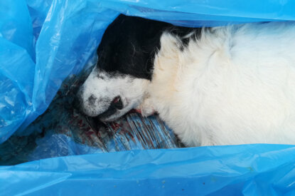 toter Hund im Mülltüte