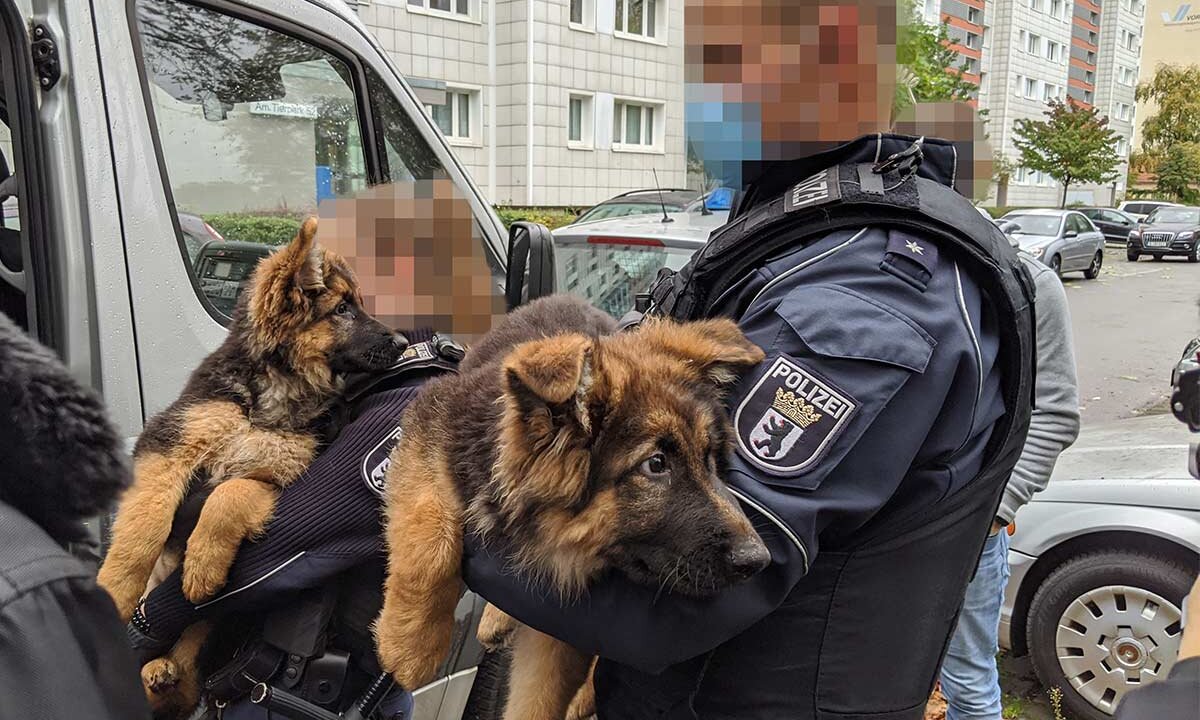 Beschlagnahmte Welpen aus illegalem Tierhandel