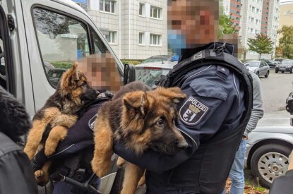 Beschlagnahmte Welpen aus illegalem Tierhandel