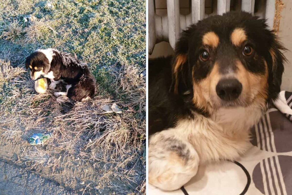 Hund Samuel