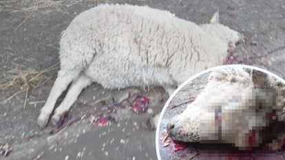 Totes Schaf mit blutigem Kopf