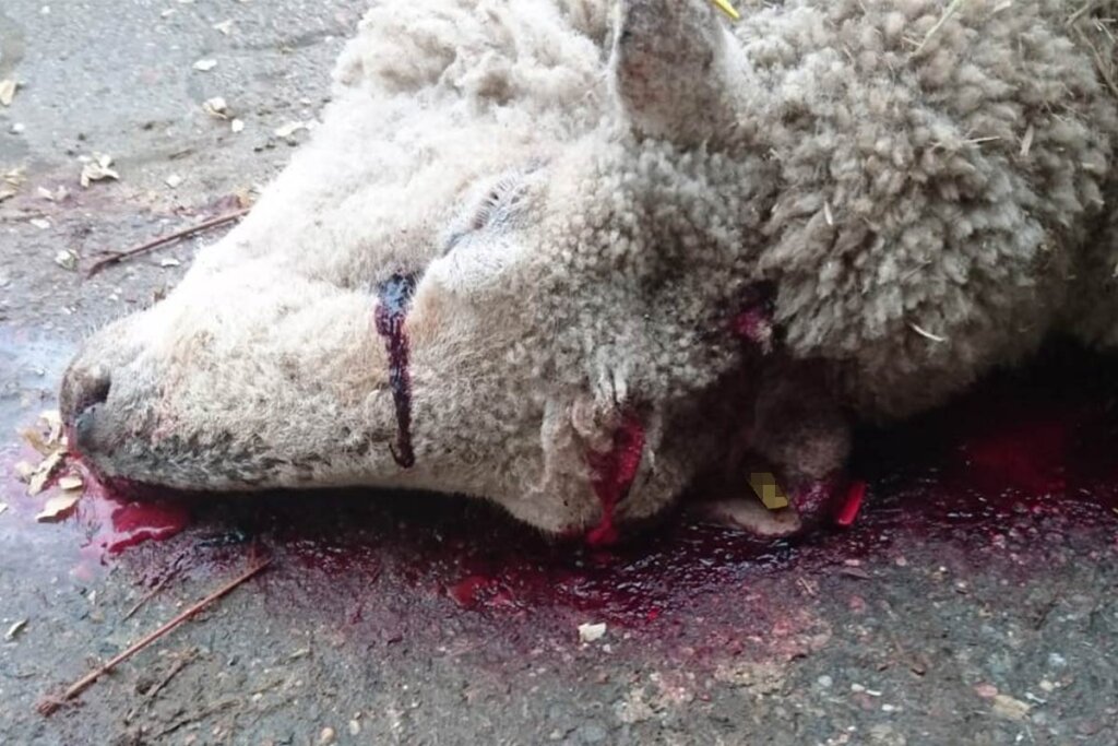 Totes Schaf in Blutlache