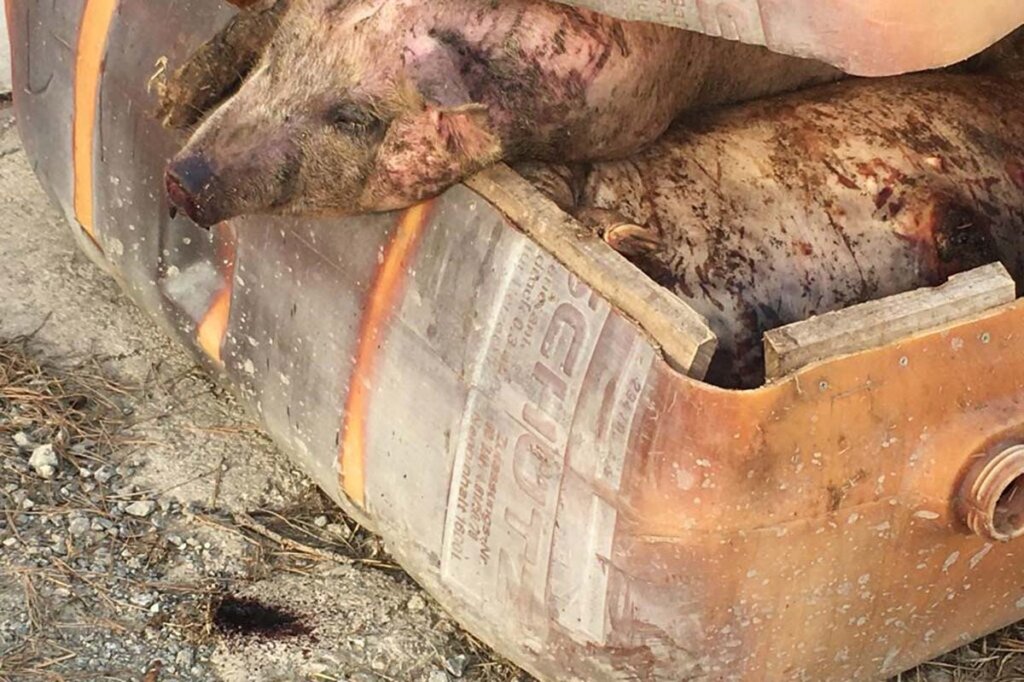 tote schweine im müll