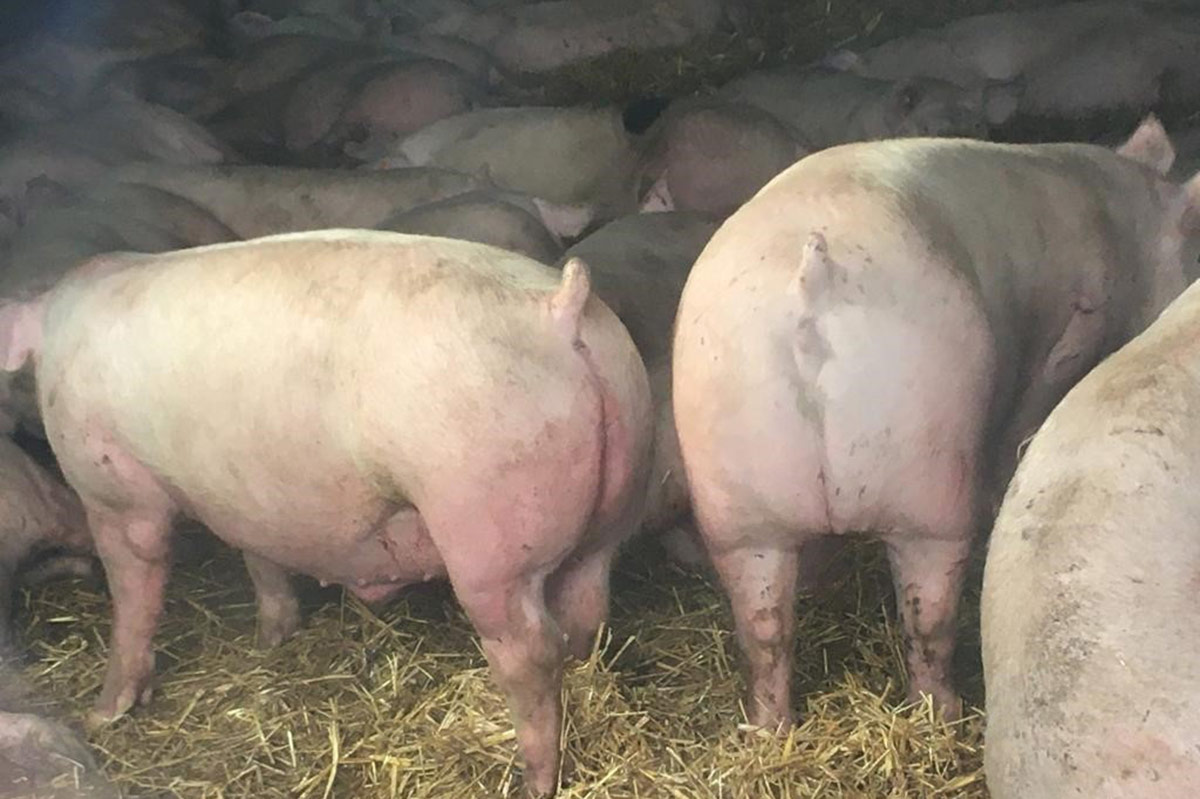 Erste „Hausschweine“ mit Afrikanischer Schweinepest infiziert