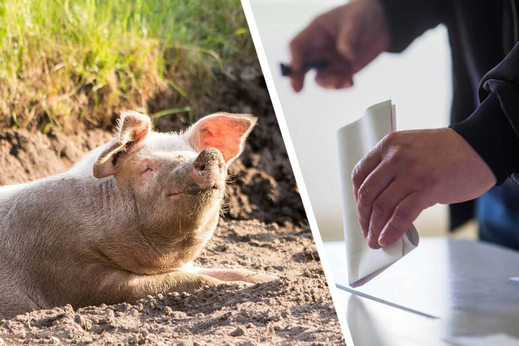 Collage Schwein und Wahlurne