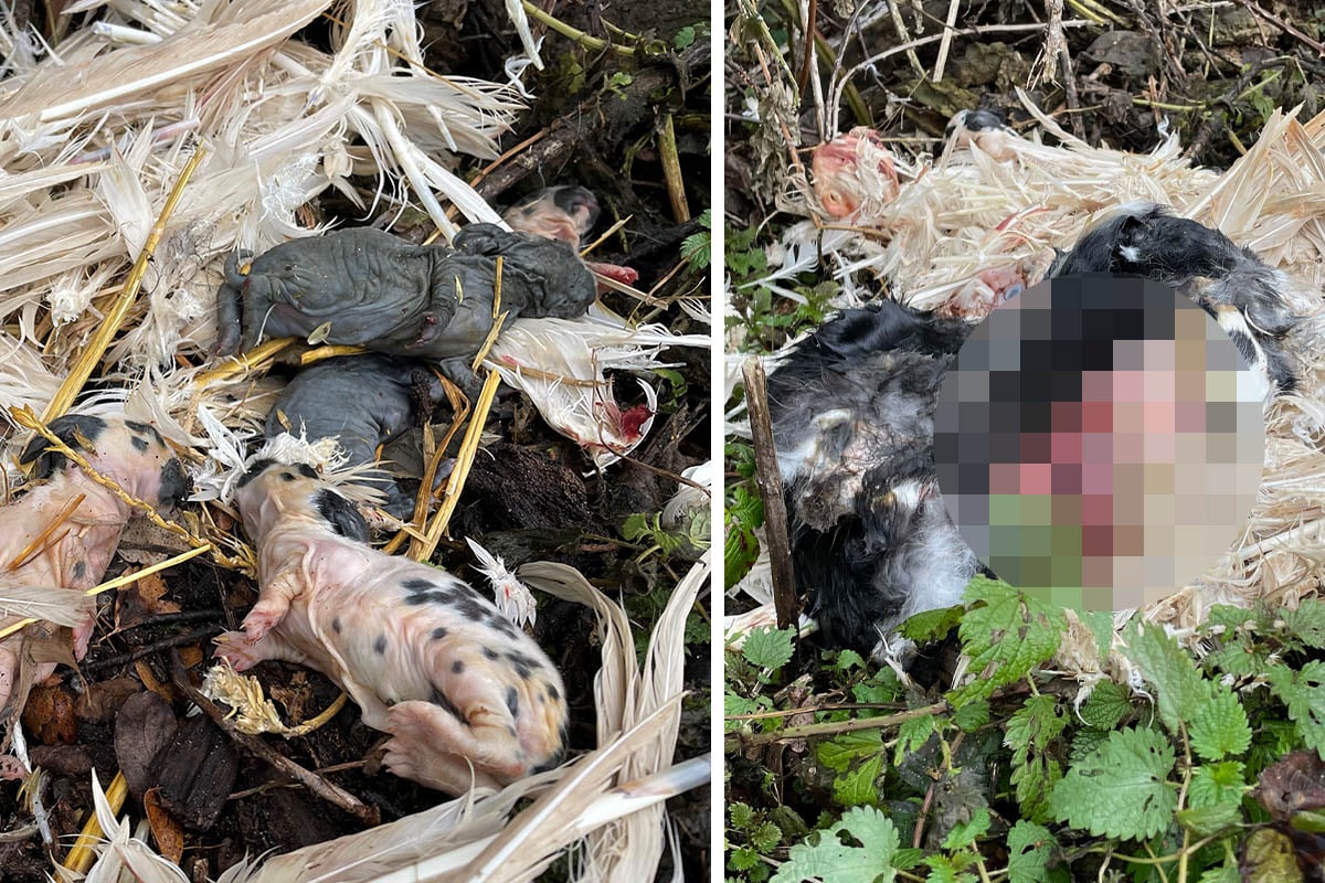 Tote Kaninchenbabys und zerstückelte Mutter wie Müll entsorgt