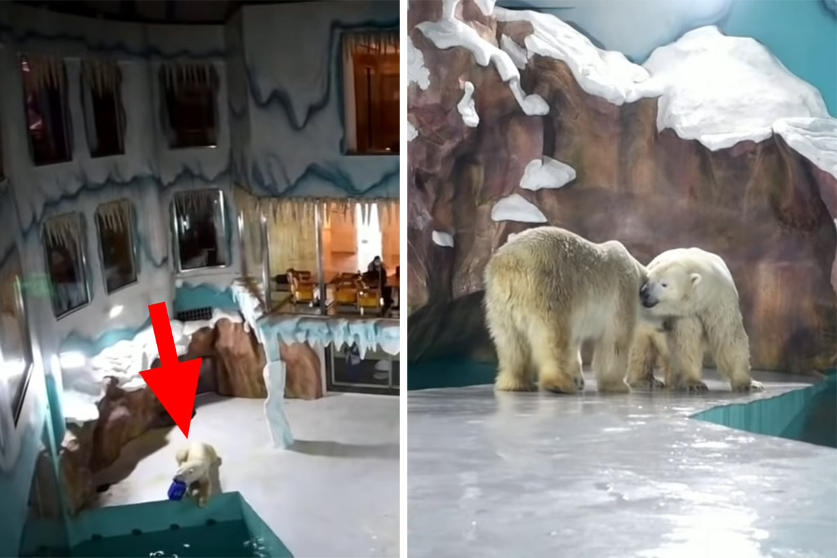 Tierleid für Touristen: China eröffnet Hotel mit Eisbären-Gehege