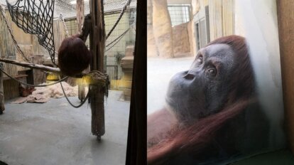 Orang Utan Dresdner Zoo