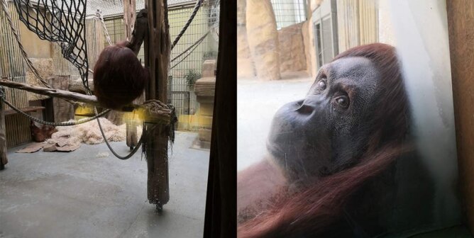 Orang Utan Dresdner Zoo