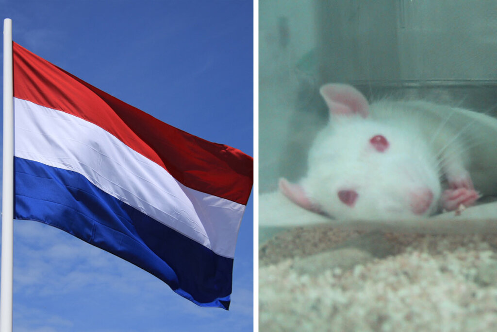 Collage Niederlande Flagge und Tierversuchsmaus