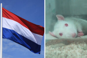 Collage Niederlande Flagge und Tierversuchsmaus