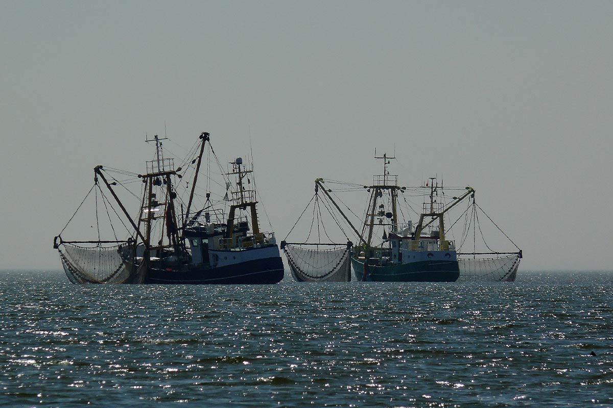 Schleppnetzfischerei klimaschädlicher als weltweiter Luftverkehr
