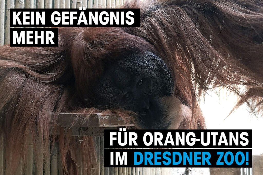 orang-utan zoo dresden