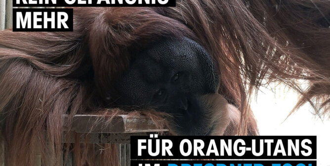 orang-utan zoo dresden