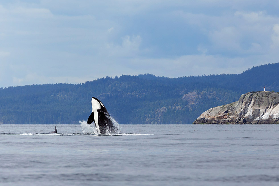 Diese Reiseveranstalter unterstützen Seaworld nicht mehr