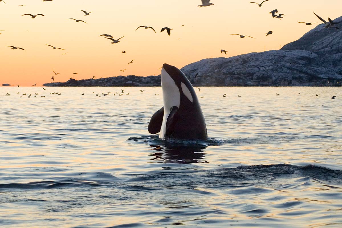 Orca schaut aus dem Meer