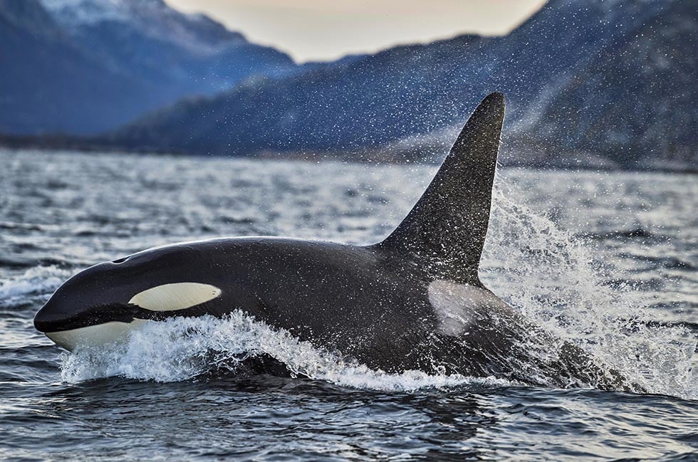 Orcas im Meer