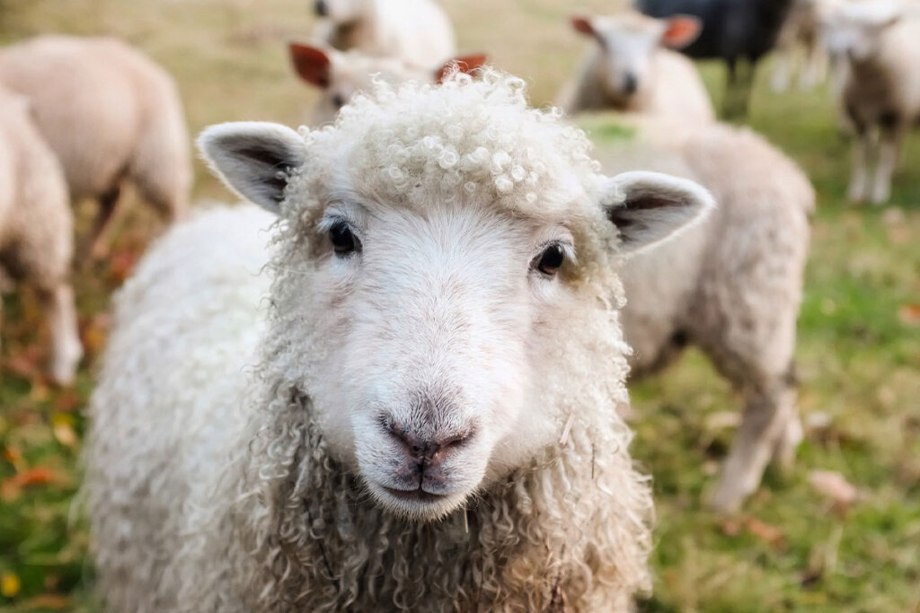 Schafsherde auf der Weide