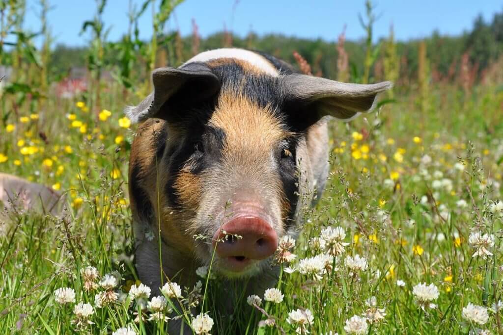 Ein Schwein steht auf einer Blumenwiese.