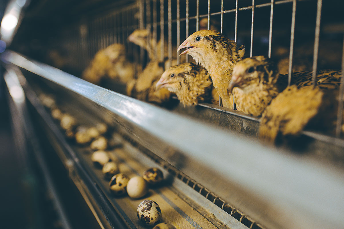 Eier und Fleisch von Wachteln: Kleine Vögel – großes Leid