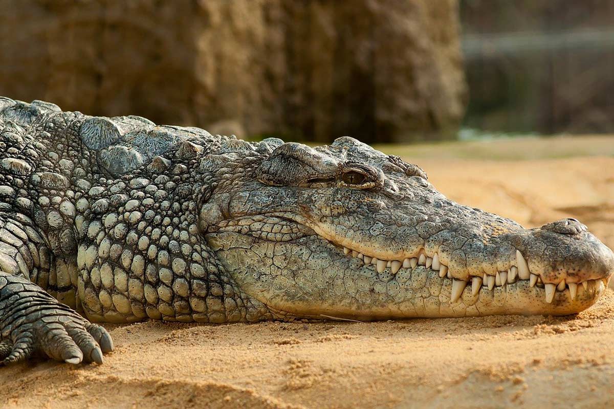 Exotenleder: Das Leid hinter Krokodil-, Schlangenleder & Co.