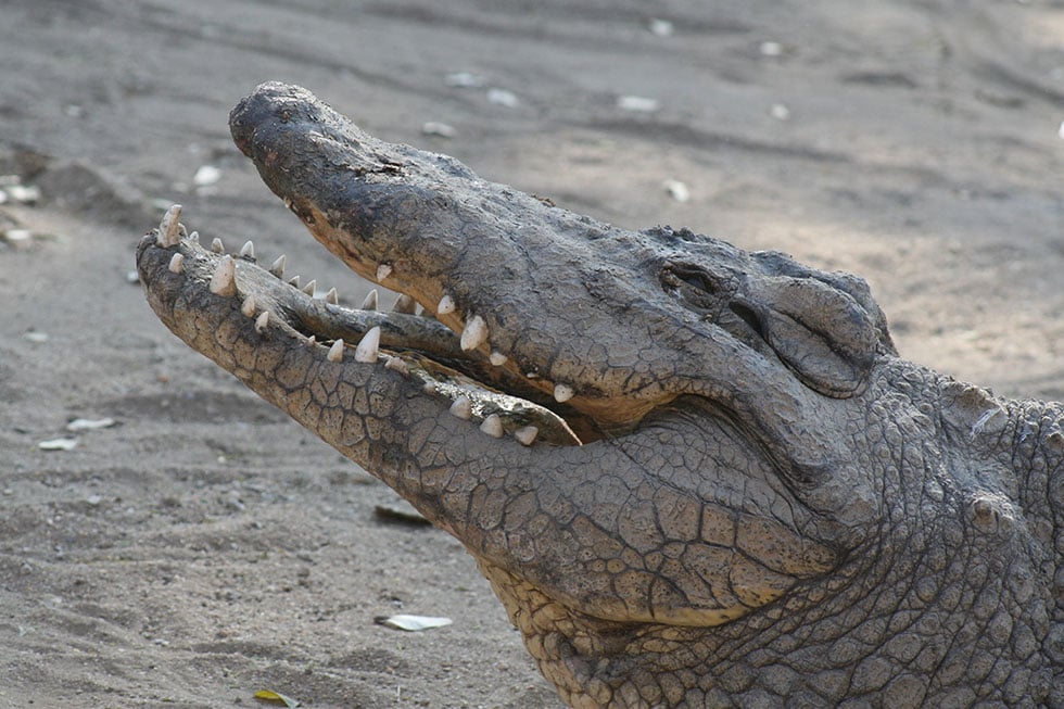 Das Krokodil: 11 faszinierende Fakten über Krokodile
