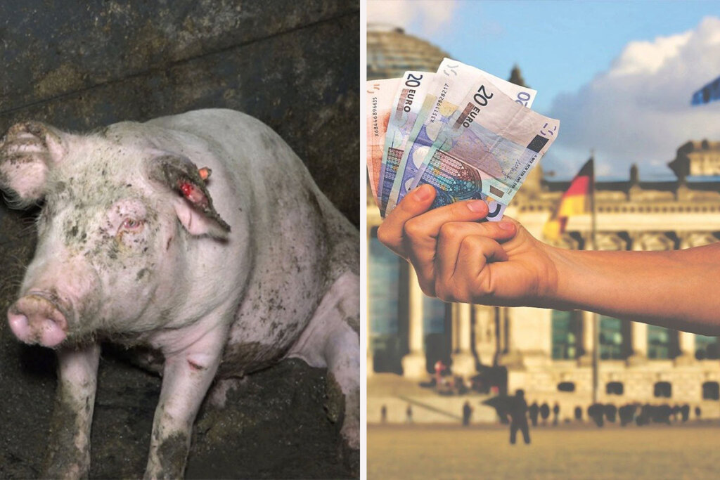 Schwein links und rechts eine Hand mit Geld