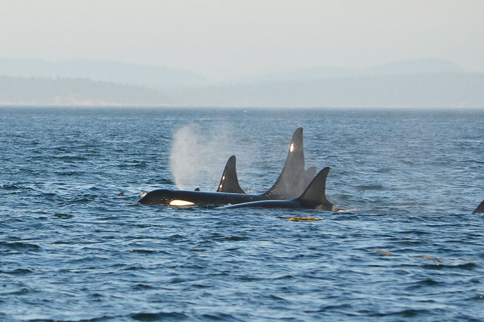 Orcas im Meer