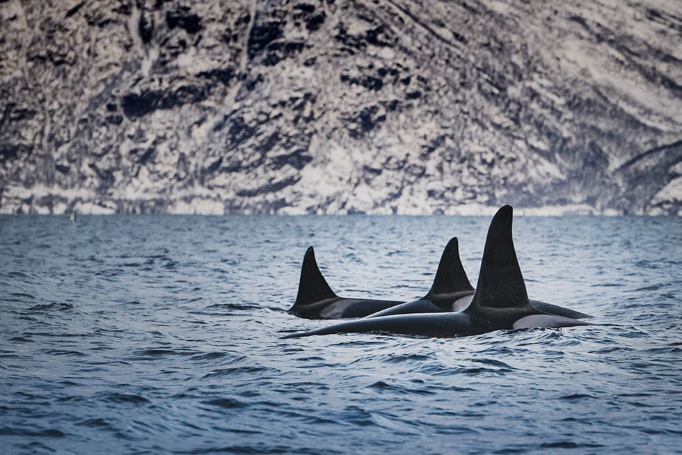 Orcas im Meer