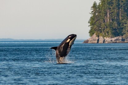 Orca springt aus dem Wasser