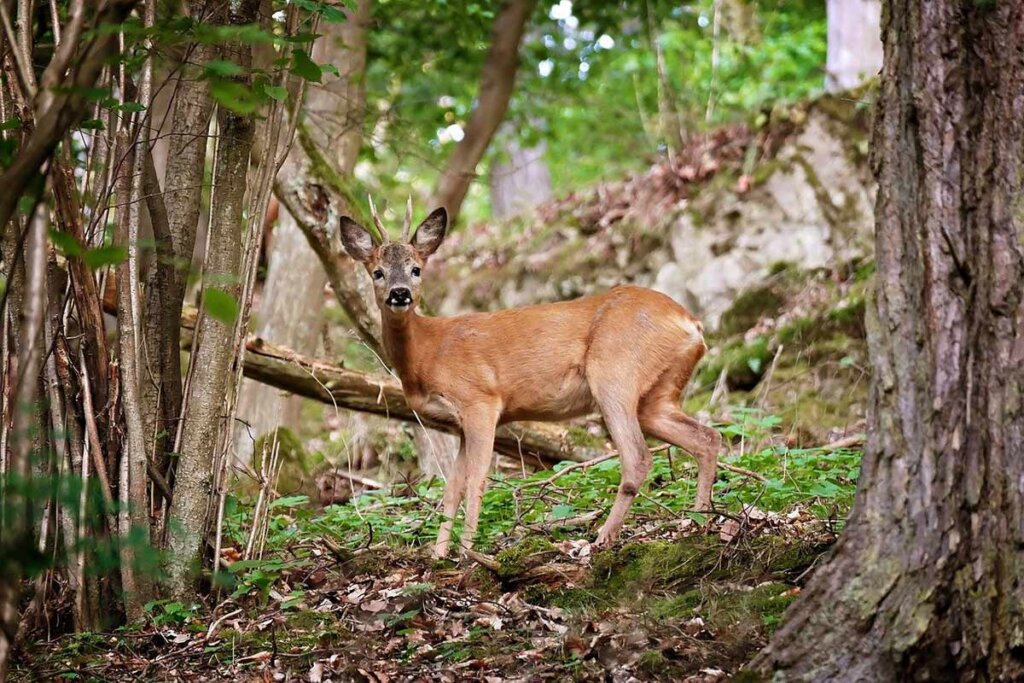 Reh im Wald