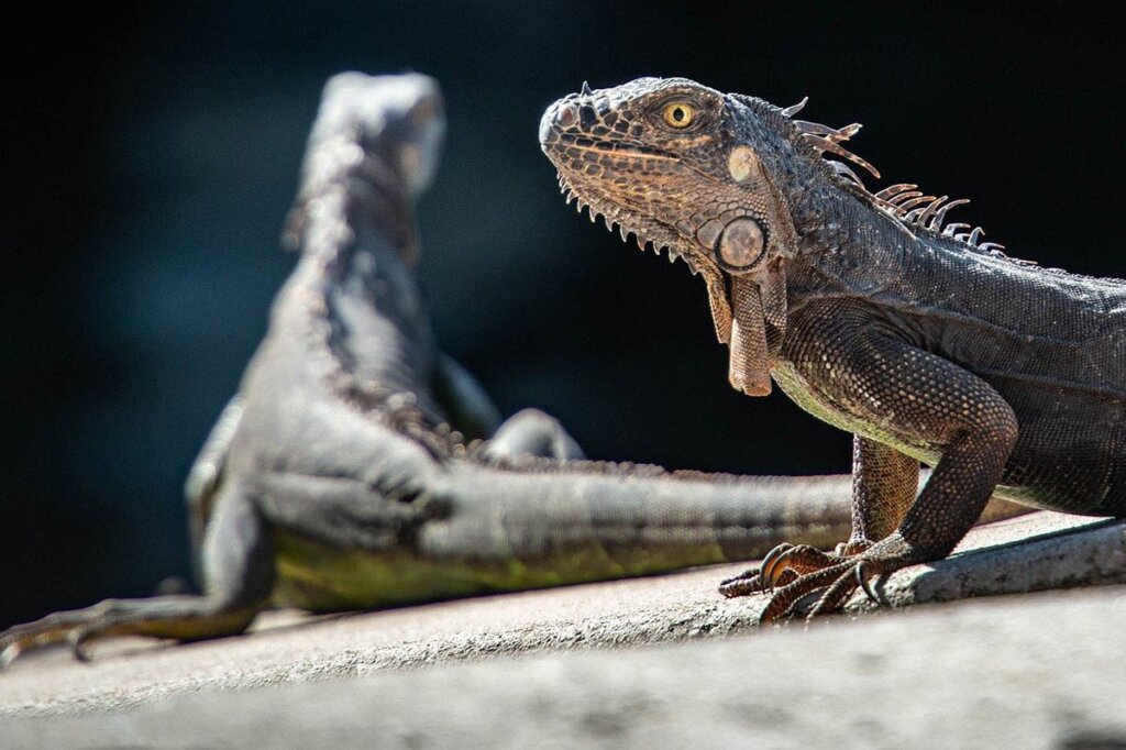 Reptilien