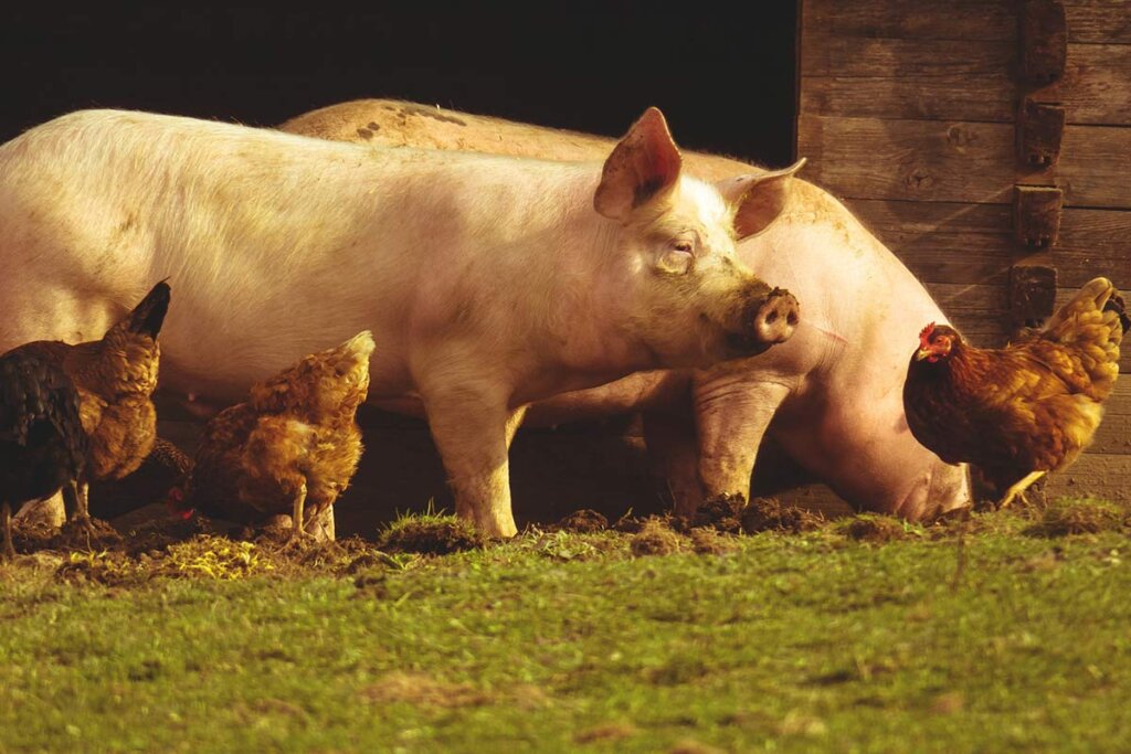 Schweine und Huehner