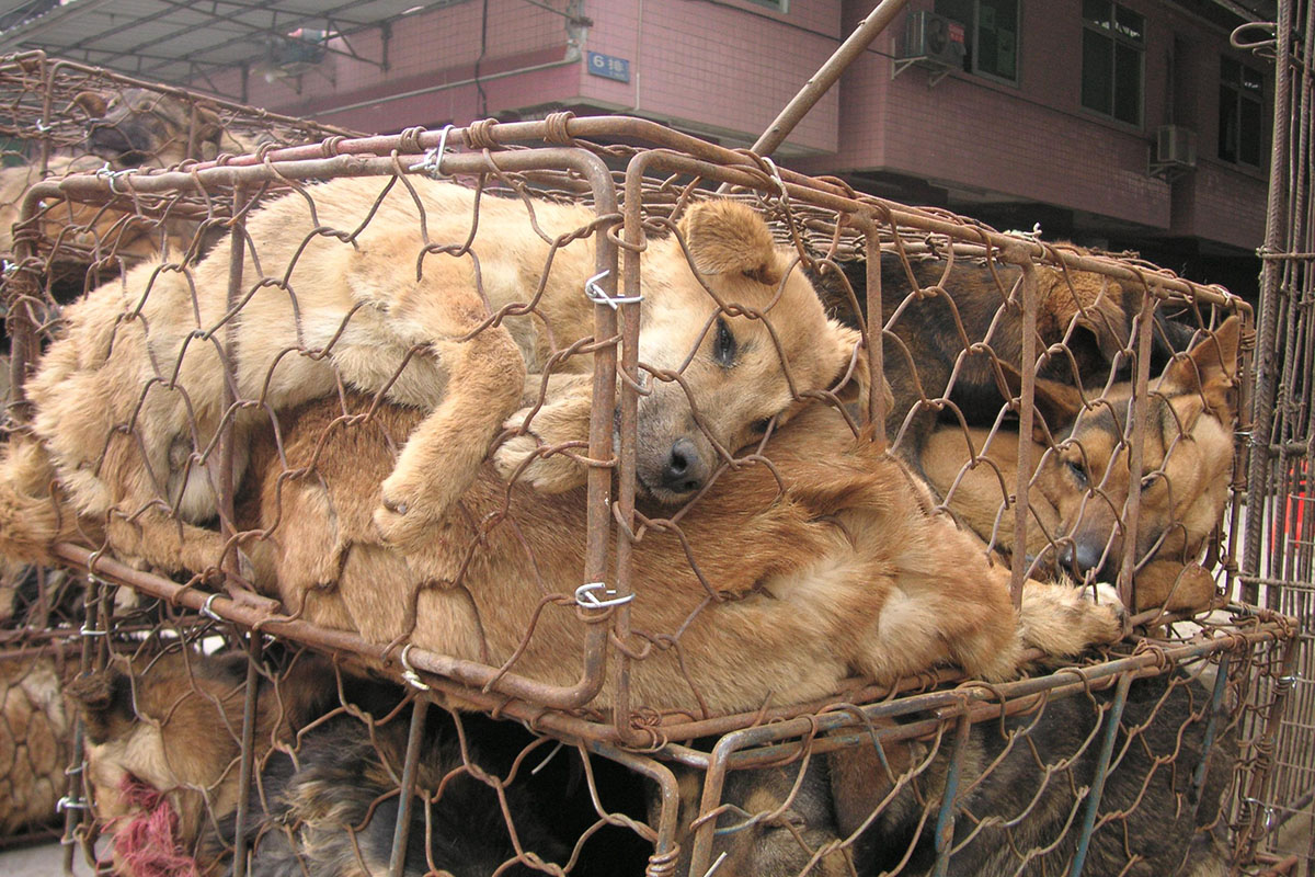 Hunde in Käfigen für Pelze