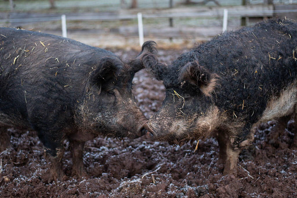 Zwei Schweine stoßen ihre Nase aneinander