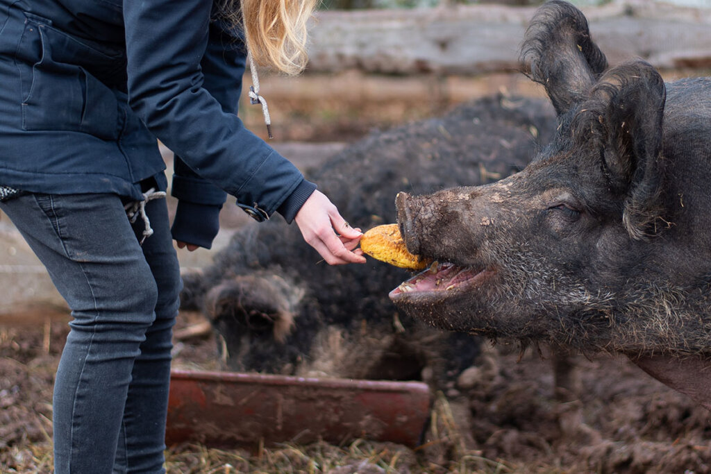 Person füttert Schwein