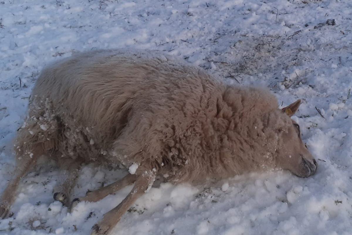 Erfolg: Schäfer wegen Tierquälerei zu Freiheitsstrafe verurteilt