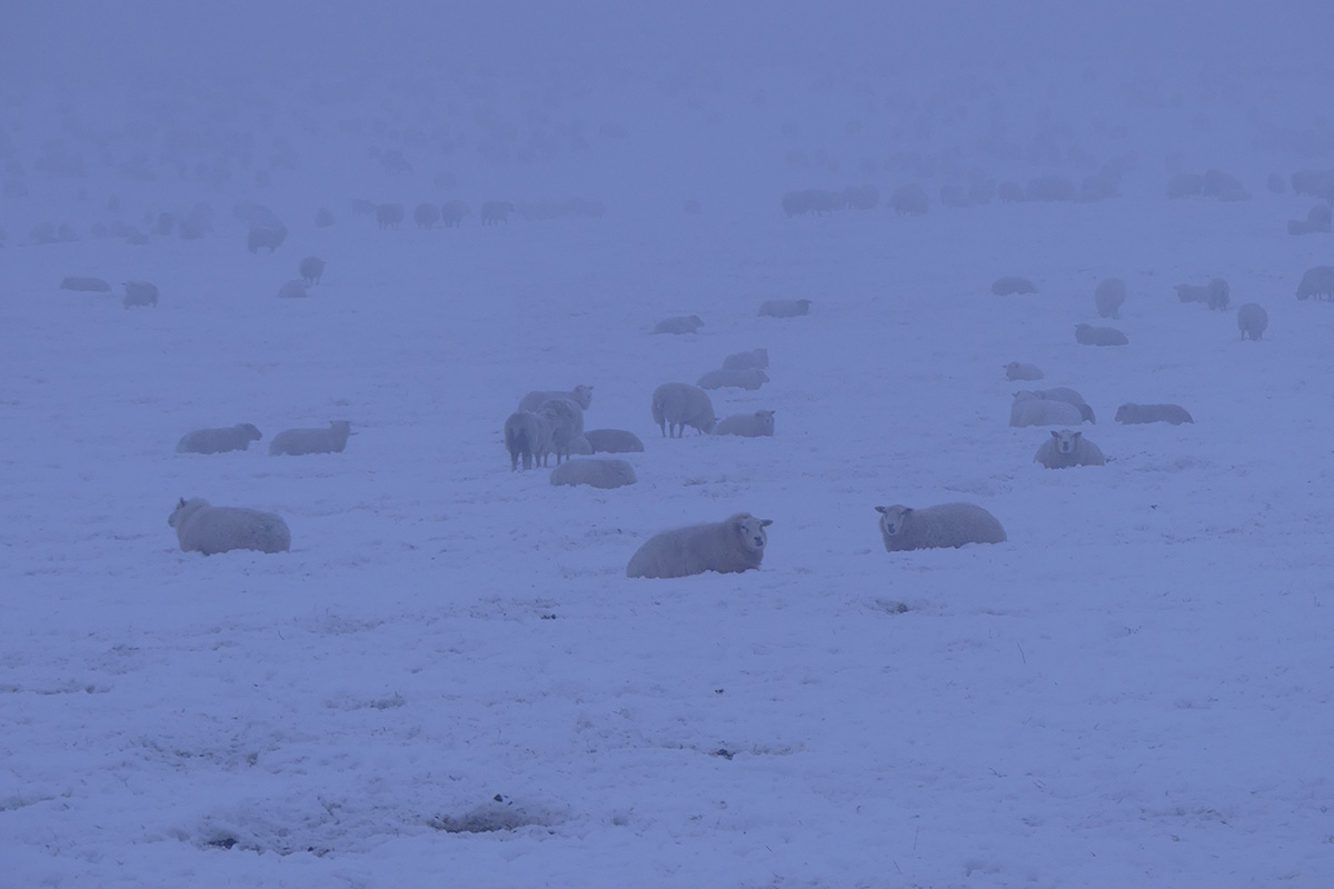 Schafsherde im Schnee