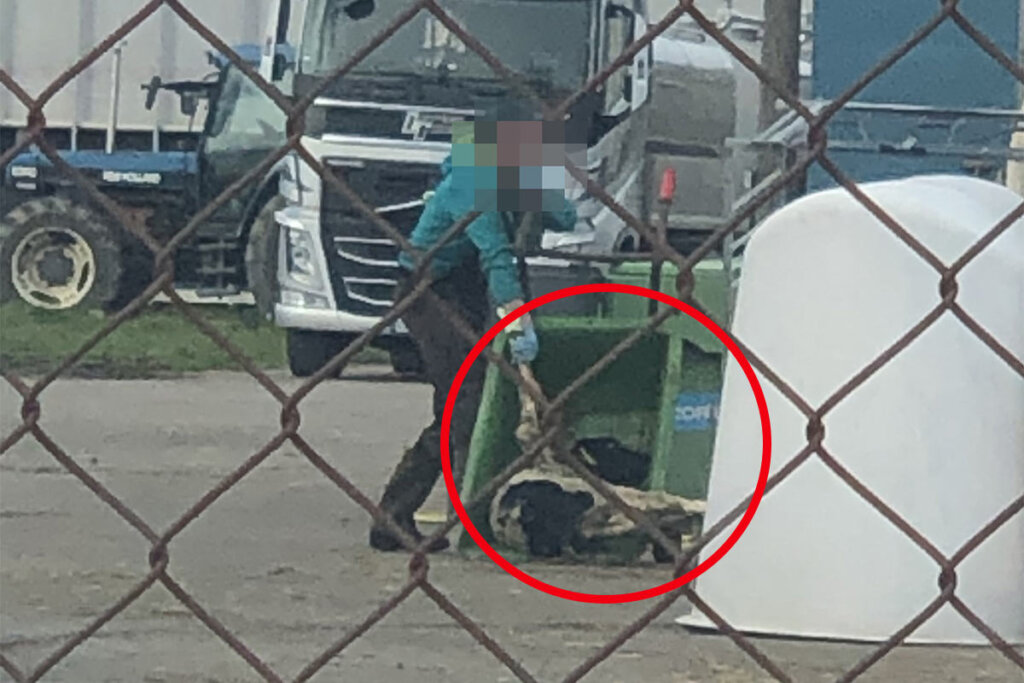 Person zieht Kalb an den Vorderbeinen in eine Schubkarre