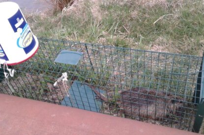 nutria gefangen im käfig
