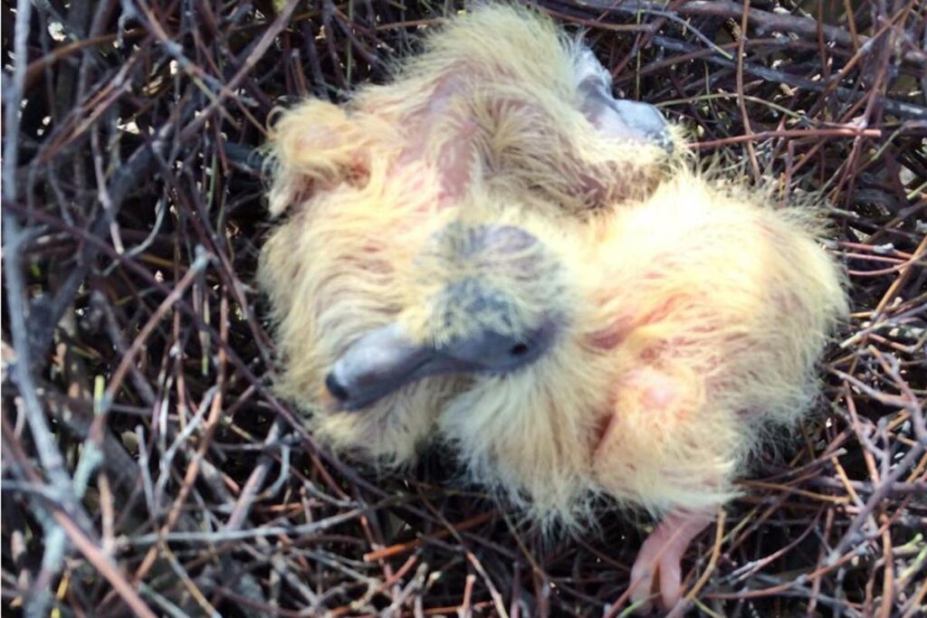 taubenküken im nest