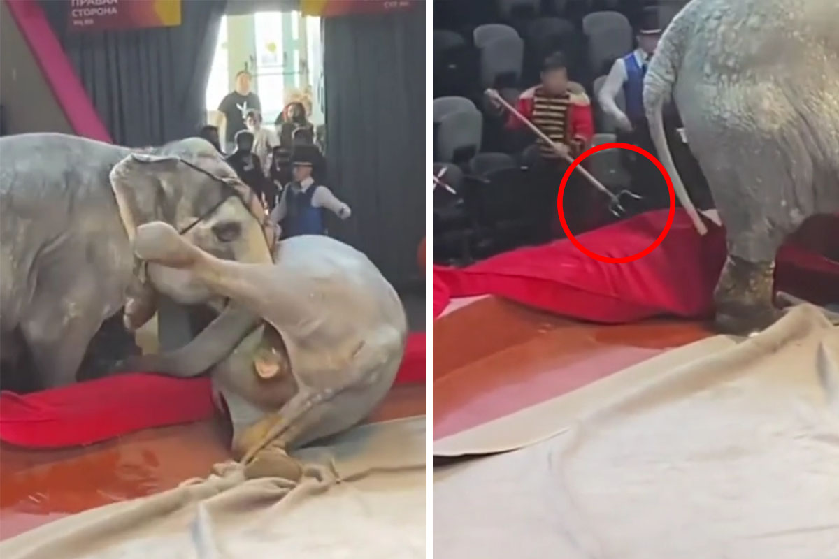 Schockierende Videos: Gefährliche Vorfälle mit Tieren im Zirkus