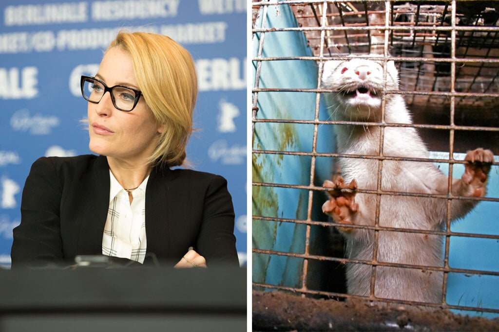 Collage: Gillian Anderson und Marder im Käfig