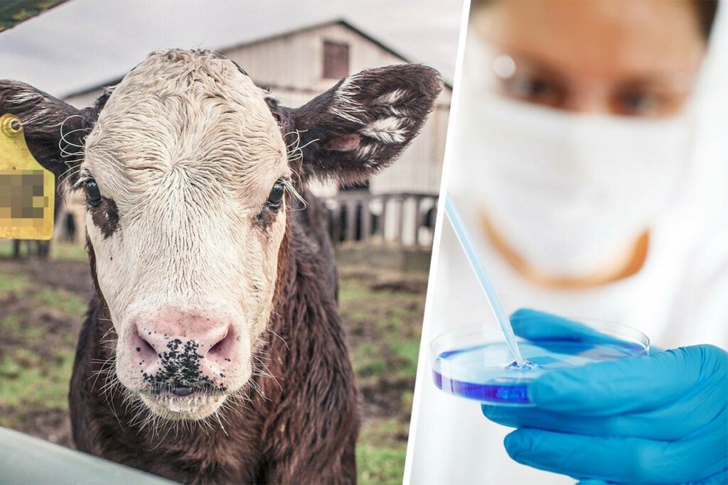 kuh und mediziner mit einer pipette