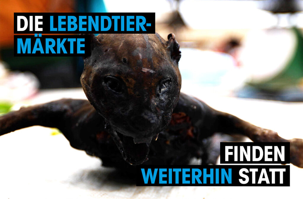 Lebendtiermarkt Asien Videothumbnail