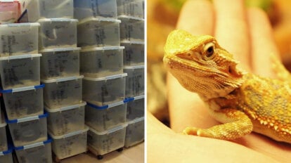 Collage Reptilienhandel Bartagame