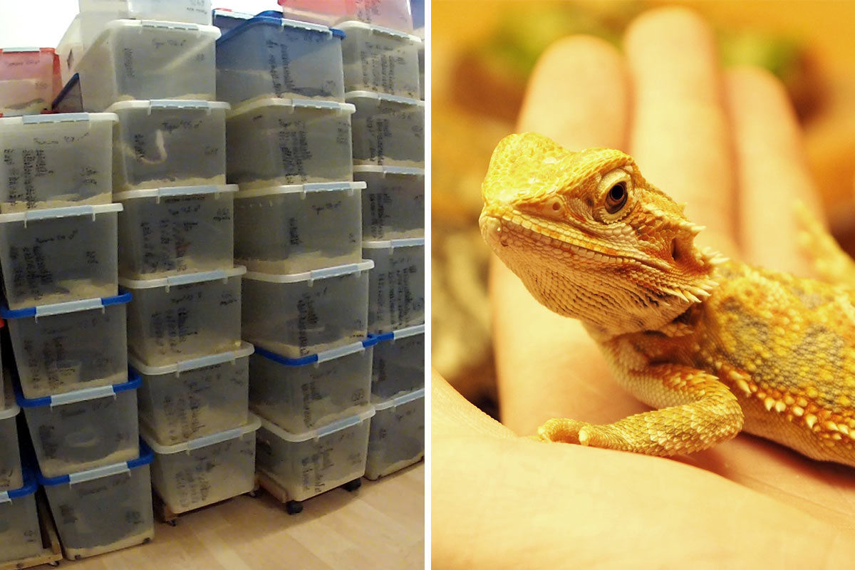 Reptilienhandel weiterhin hoch: Über 300.000 Exoten importiert