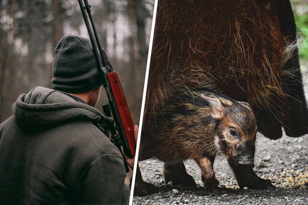 Collage Jäger Wildschwein