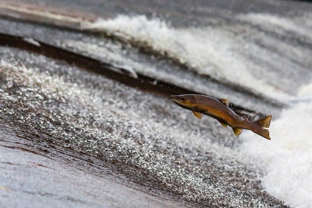 Lachs springt aus dem Wasser